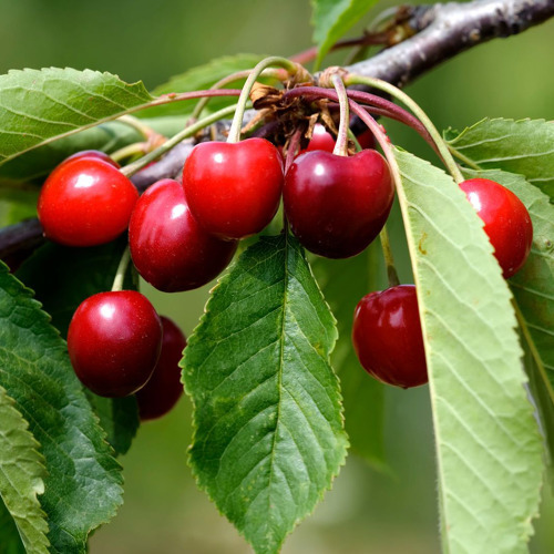 Mai-Bew&auml;sserung: Wie Obstb&auml;ume in der kritischen Wachstumsphase optimal versorgt werden
