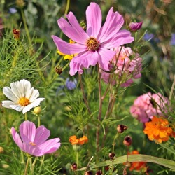 Grüne Stunde mit Wildblumen