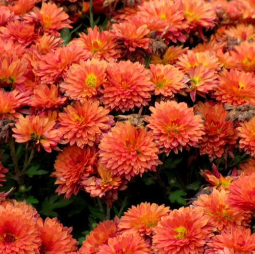 Stauden teilen und Herbstbl&uuml;her setzen