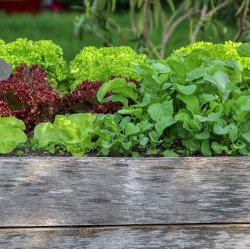 Herbstpflege fürs Hochbeet
