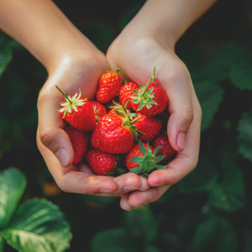 Erdbeeren richtig lagern f&uuml;r mehr Frische